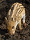 One young boar pig Royalty Free Stock Photo