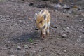 One young boar pig Royalty Free Stock Photo