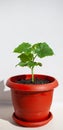 One young cucumber seedling in a pot on a white background. Royalty Free Stock Photo