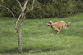 One Young Golden Dog Sprinting