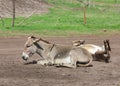 One young gray donkey lies on the road and the second is twirls in road dust Royalty Free Stock Photo