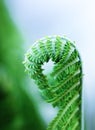 One young green curl shoot of fern, Polypodiophyta, close up. Selective focus. Vertical orientation. Royalty Free Stock Photo