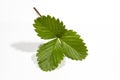 Single green strawberry leaf isolated on a white background Royalty Free Stock Photo