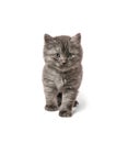 One young grey kitten walked on white background