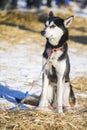 One young husky dog resting Royalty Free Stock Photo