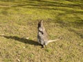 One Young Kangaroo