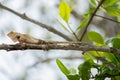 Young Lizard stay on tree trunk