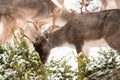 Male fallow deer smelling the grass