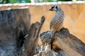 One young meerkat Royalty Free Stock Photo