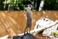 One young meerkat stands Royalty Free Stock Photo