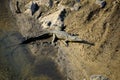 One young Nile Crocodile catching sun on the river bank Royalty Free Stock Photo