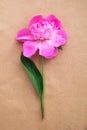 One young peony flower