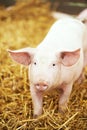 Young piglet on hay and straw at pig breeding farm Royalty Free Stock Photo