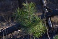 One young pine tree. Fir branches. Spruce background. Coniferous forest. The family of gymnosperms. Royalty Free Stock Photo