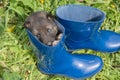 One young puppy of Siberian dogskin on grass with dandelions and