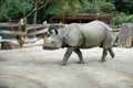 One young rhino walks the zoo Royalty Free Stock Photo