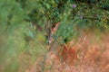 one young roebuck hides in a meadow in summer Royalty Free Stock Photo