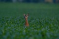 one young roebuck stand in a cornfield in spring Royalty Free Stock Photo