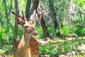 Young sika deer Cervus nippon in the spring forest Royalty Free Stock Photo