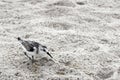 One Young Snowy Plover Bird