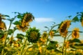 One young sunflower rising above the rest