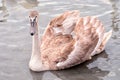 Young swan with broun feathers