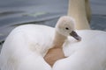 one young swan is riding in the mothers plumage