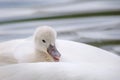 one young swan is riding in the mothers plumage