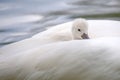 one young swan is riding in the mothers plumage