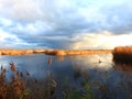 Swan, small lake,clouds and reed plants, Lithuania Royalty Free Stock Photo