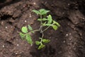 One young tomato sprout in a soil (humus) in a soft sunlight, closeup