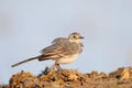 One young White wagtail stands on a ground Royalty Free Stock Photo