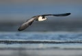 One young white-winged tern, or white-winged black tern Chlidonias leucopterus or Chlidonias leucoptera