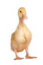 One young yellow duckling Royalty Free Stock Photo