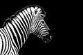 One Zebra Black Background Isolated Closeup Side View, Single Zebra Head Profile Portrait, Black And White Art Photography