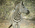 One zebra in the desert in Botswana Africa Royalty Free Stock Photo