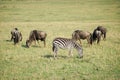 One zebra and five wildbeast Royalty Free Stock Photo