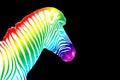 One zebra head with rainbow color striped pattern skin on black background isolated closeup side view