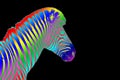 One zebra head with rainbow color striped pattern skin on black background isolated closeup side view