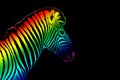 One zebra head with rainbow color striped pattern skin on black background isolated closeup side view