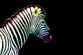 One zebra head with rainbow color striped pattern skin on black background isolated closeup side view