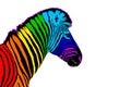 One zebra head with rainbow color striped pattern skin on white background isolated closeup side view