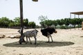 zebra and black ostrich in the aviary of the Greek zoo in summer