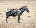 One Zebra standing with gash side and two birds on the back in the Ngorongoro Crater