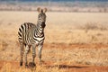 One zebra is standing in the savannah, on safari in Kenya Royalty Free Stock Photo