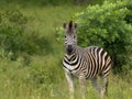 One zebra is standing in the savannah. Royalty Free Stock Photo