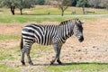 One Zebra walks the earth on a sunny day and looks around Royalty Free Stock Photo