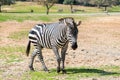 One Zebra walks the earth on a sunny day and looks around Royalty Free Stock Photo