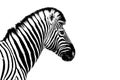One zebra white background isolated closeup side view, single zebra head profile portrait, black and white art photography Royalty Free Stock Photo
