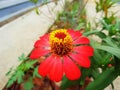 Zinnia elegans flowers with one row of red petals leaving their centre exposed